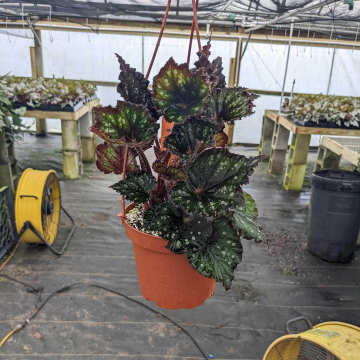 Gabriella Plants Begonia 5" Begonia rex 'Jurassic Dino Black Sky'