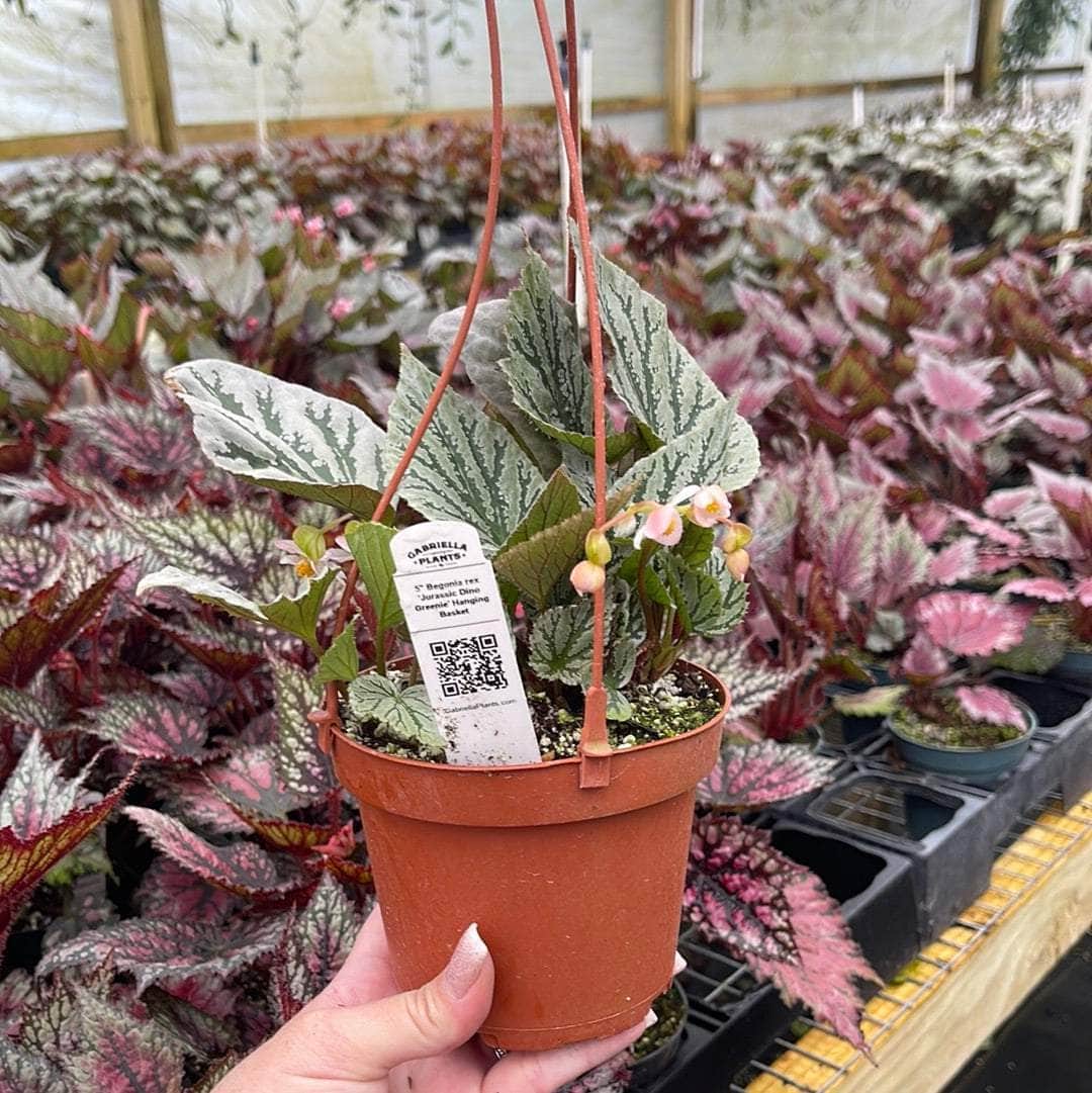 Gabriella Plants Begonia 5” Hanging Basket Begonia rex 'Jurassic Dino Greenie'