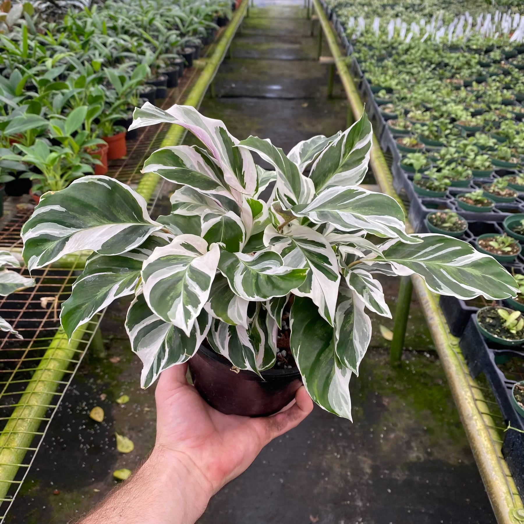 prayer plant white Calathea 'White Fusion'