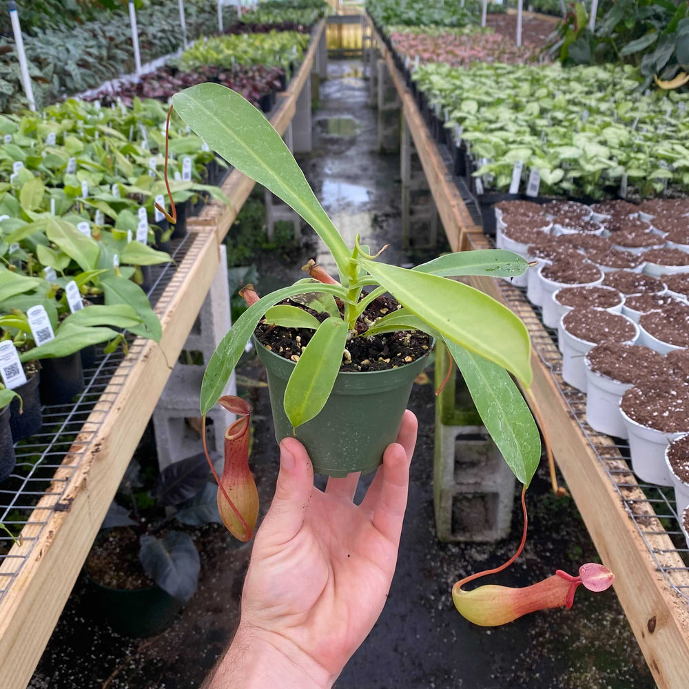 Gabriella Plants Carnivorous 4" Carnivorous Nepenthes 'Alata'