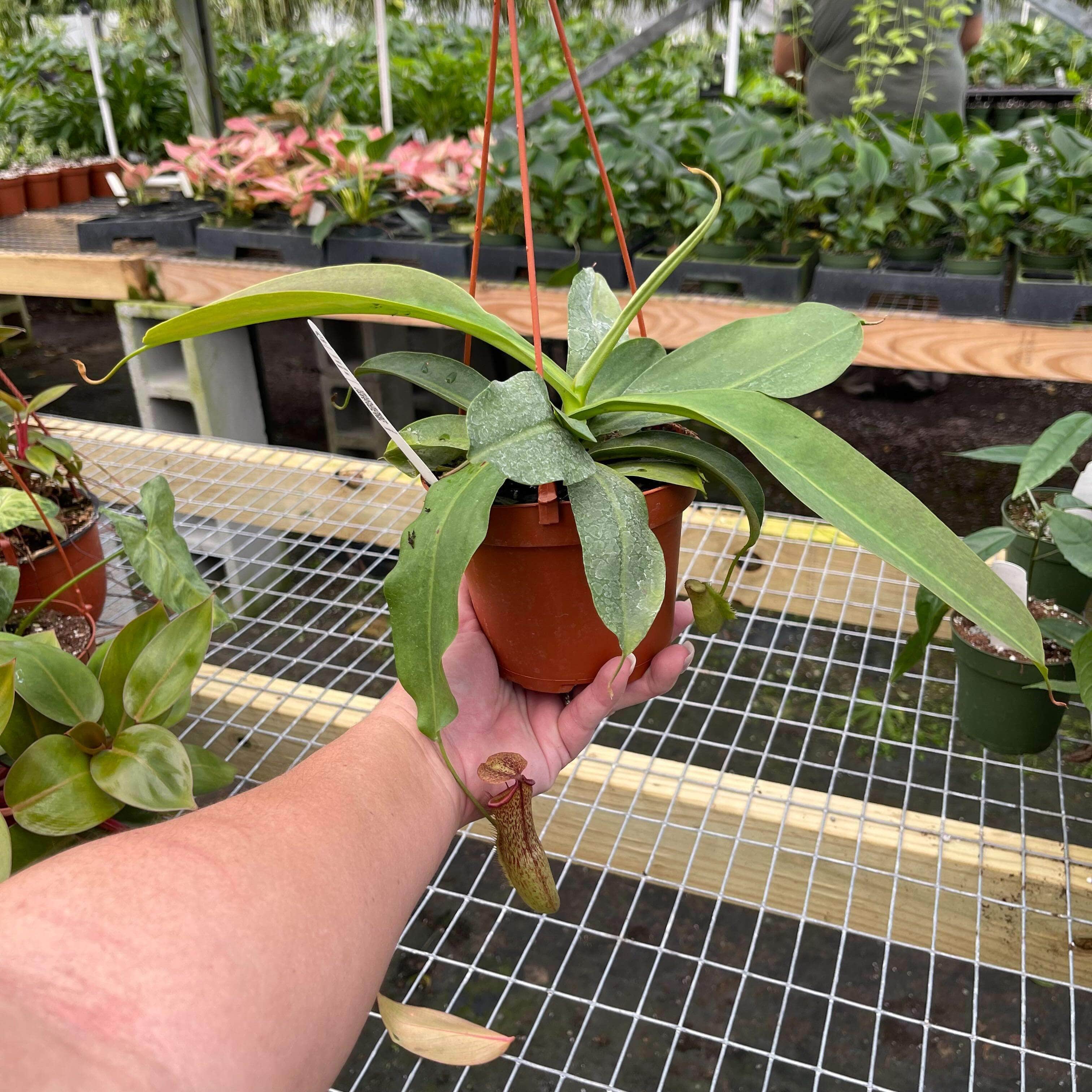Gabriella Plants Carnivorous 5” Hanging Basket Carnivorous Nepenthes 'Miranda'