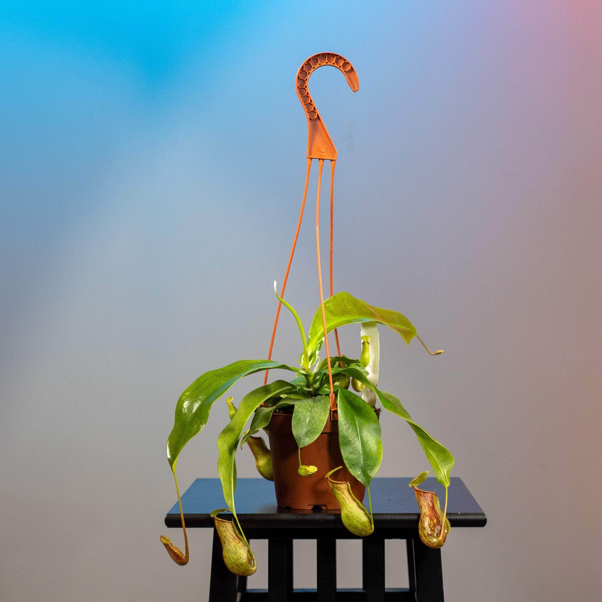 Gabriella Plants Carnivorous 5” Hanging Basket Carnivorous Nepenthes 'St. Gaya'