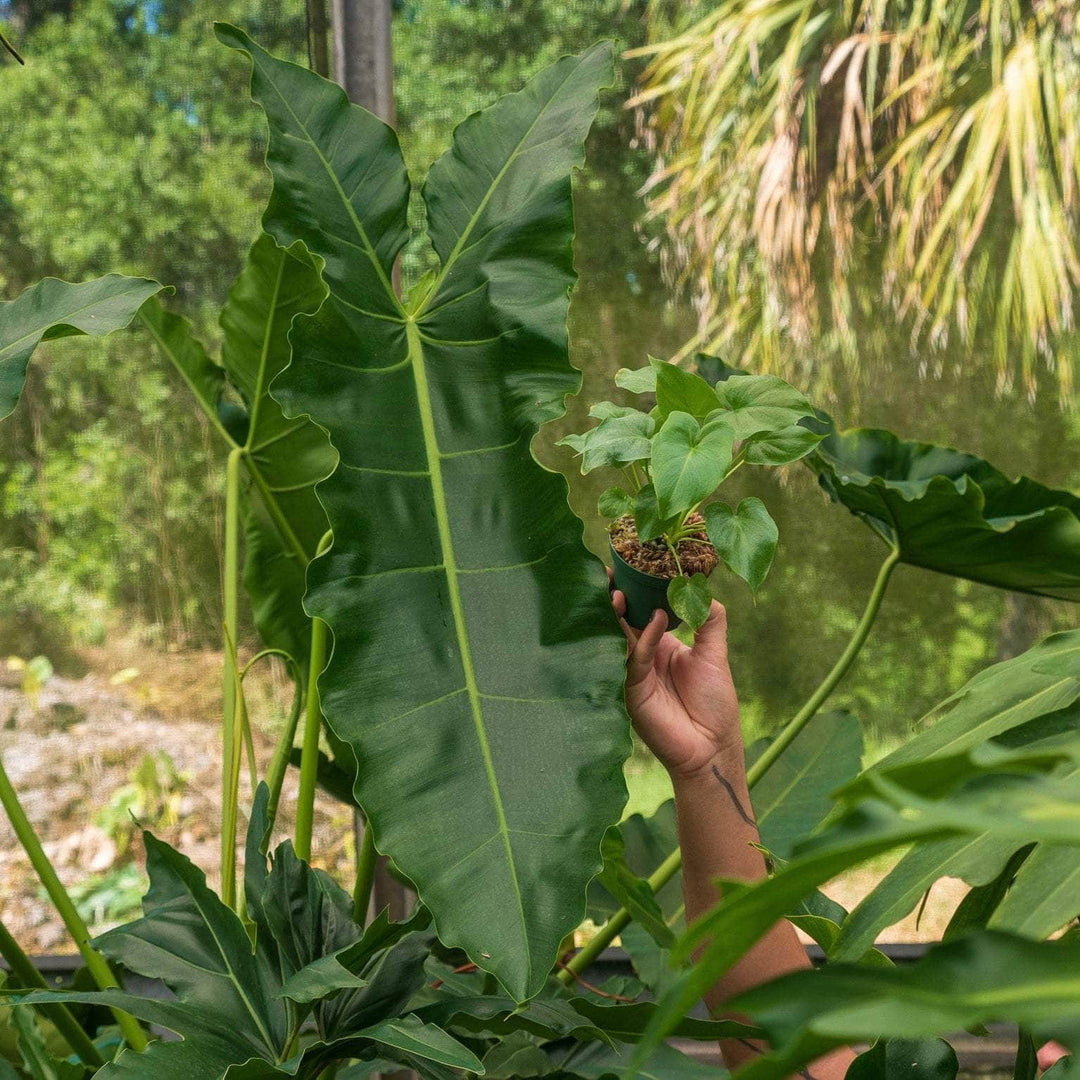 philodendron stenolobum for sale Philodendron stenolobum Seedling