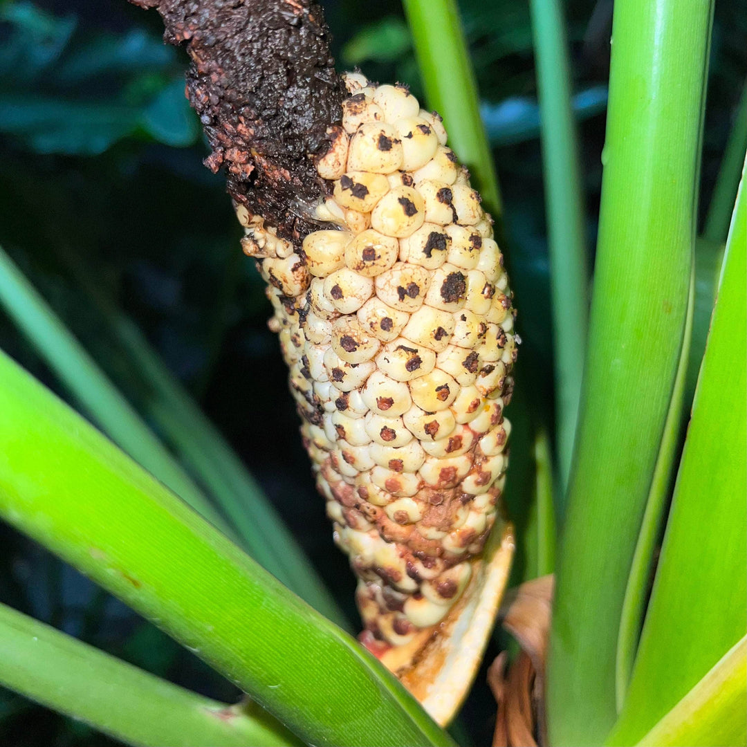 philodendron stenolobum for sale Philodendron stenolobum Seedling
