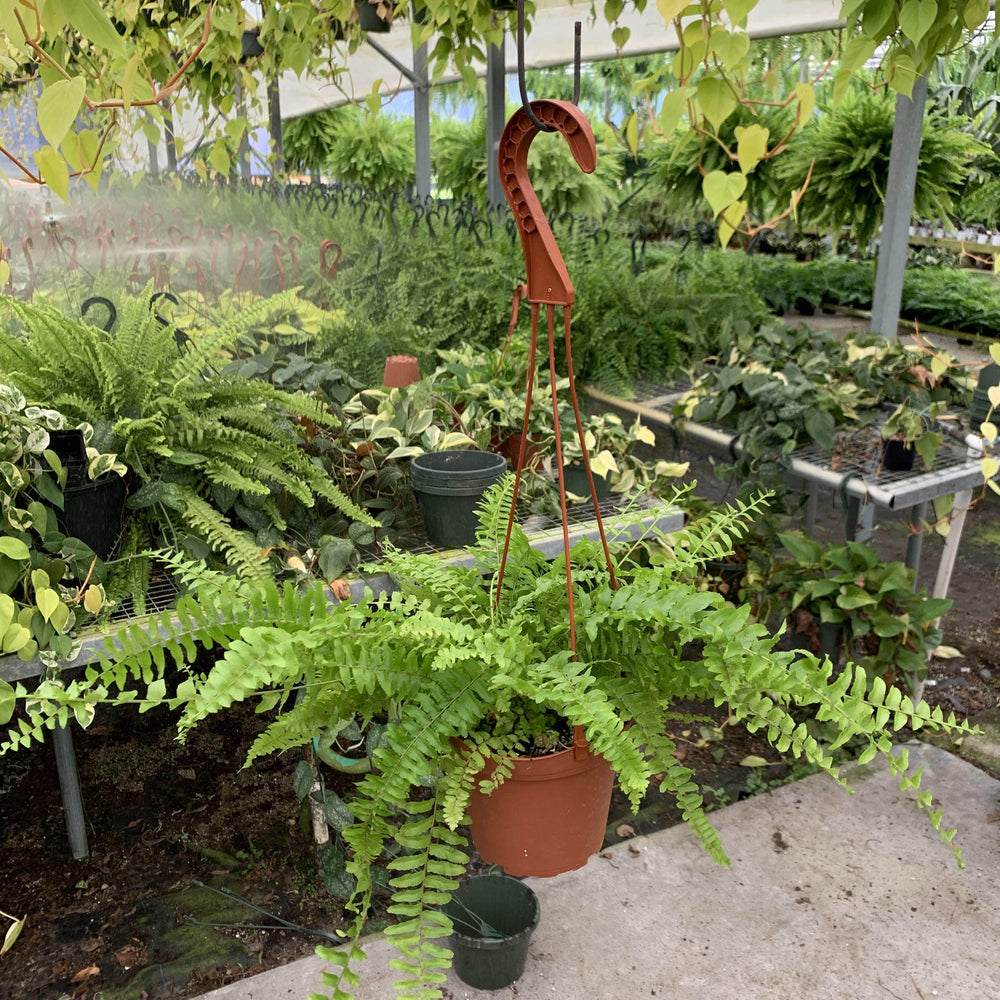 Gabriella Plants Fern 5” Hanging Basket Fern Boston Nephrolepsis exaltata 'Compacta'