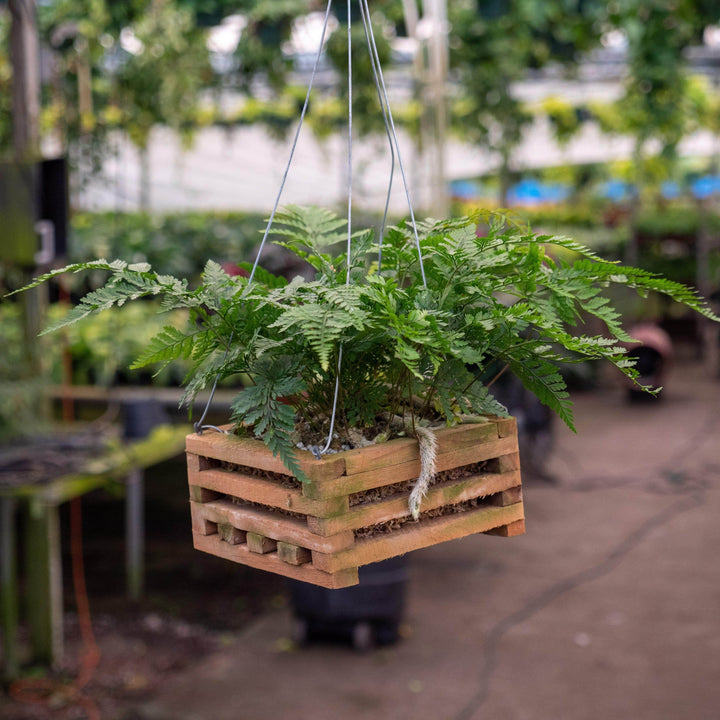 Gabriella Plants Fern 5” Hanging Basket Fern Davallia "Rabbit's Foot"