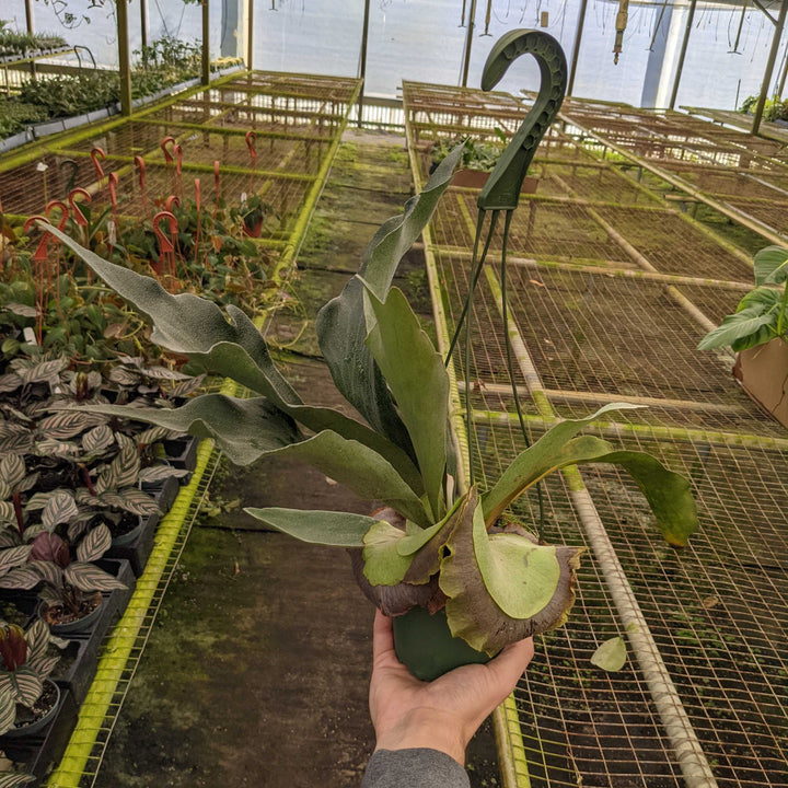 Gabriella Plants Fern 5” Hanging Basket Fern Staghorn Platycerium bifurcatum
