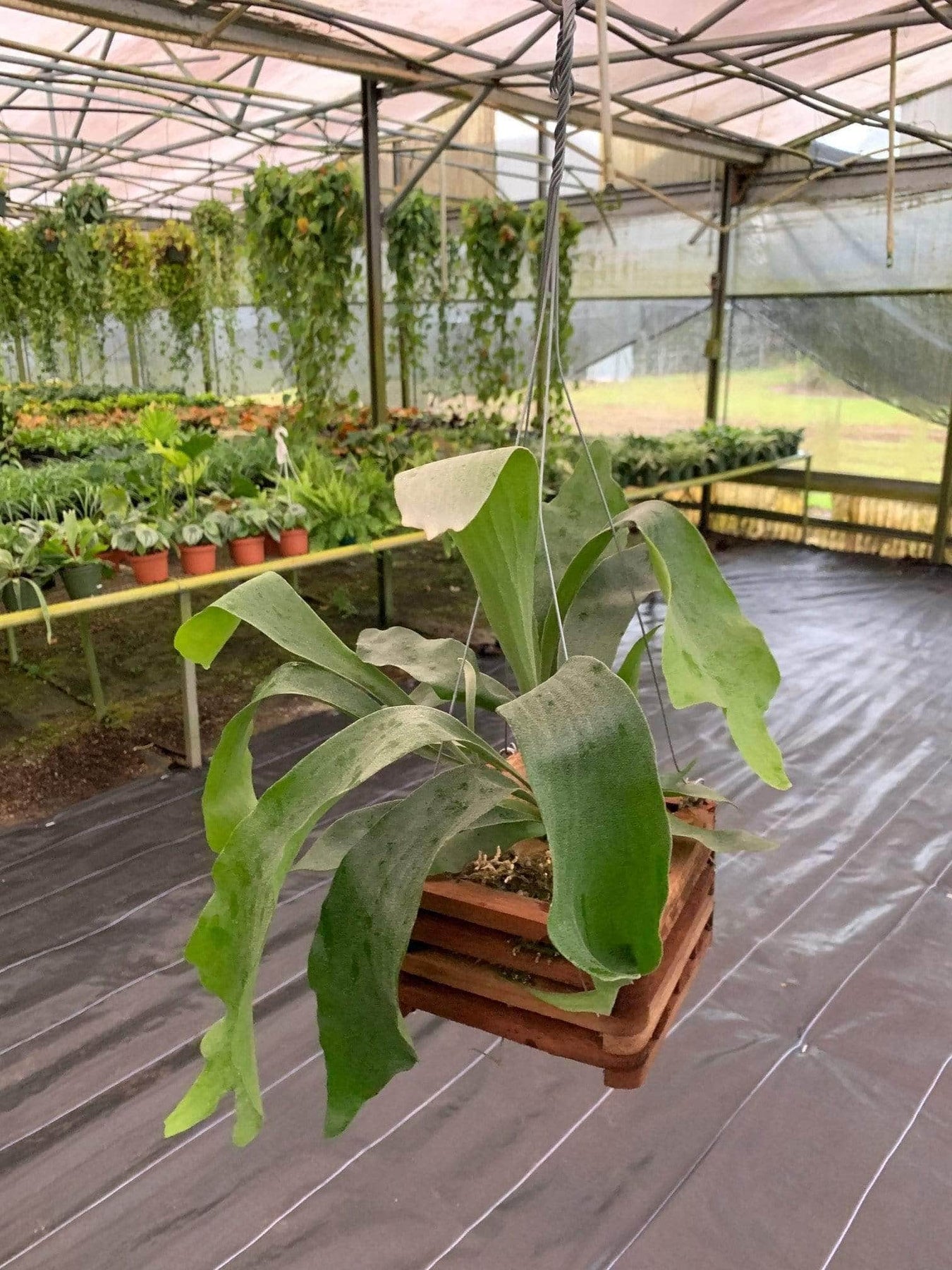 staghorn hanging plant Fern Staghorn Platycerium bifurcatum
