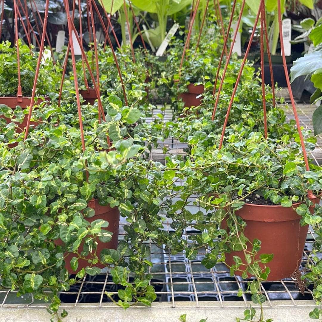 Gabriella Plants Ficus 5” Hanging Basket Ficus pumila 'Curly'