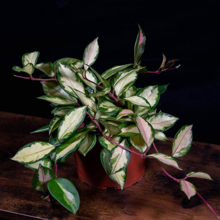 Gabriella Plants Hoya 6" Hoya carnosa 'Tricolor' 'Krimson Princess'