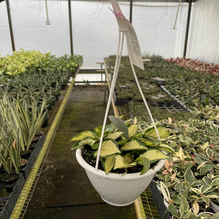 Gabriella Plants Hoya 6" Hanging Basket Hoya carnosa 'Tricolor' 'Krimson Princess'