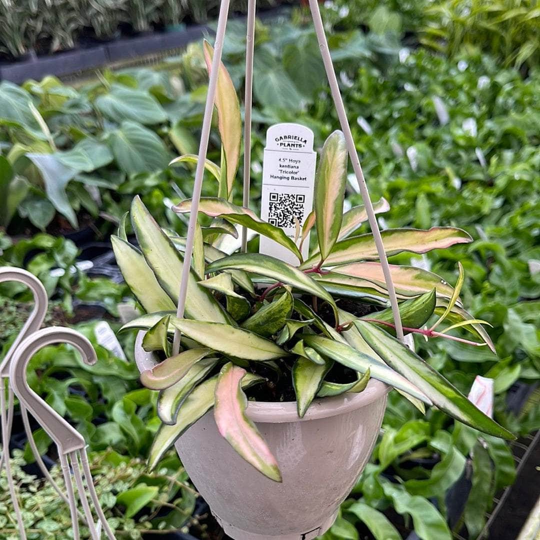 Gabriella Plants Hoya 4.5” Hanging Basket Hoya kentiana 'Tricolor'