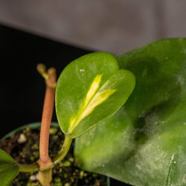 Gabriella Plants Hoya 3" Hoya kerrii 'Reverse Variegata'