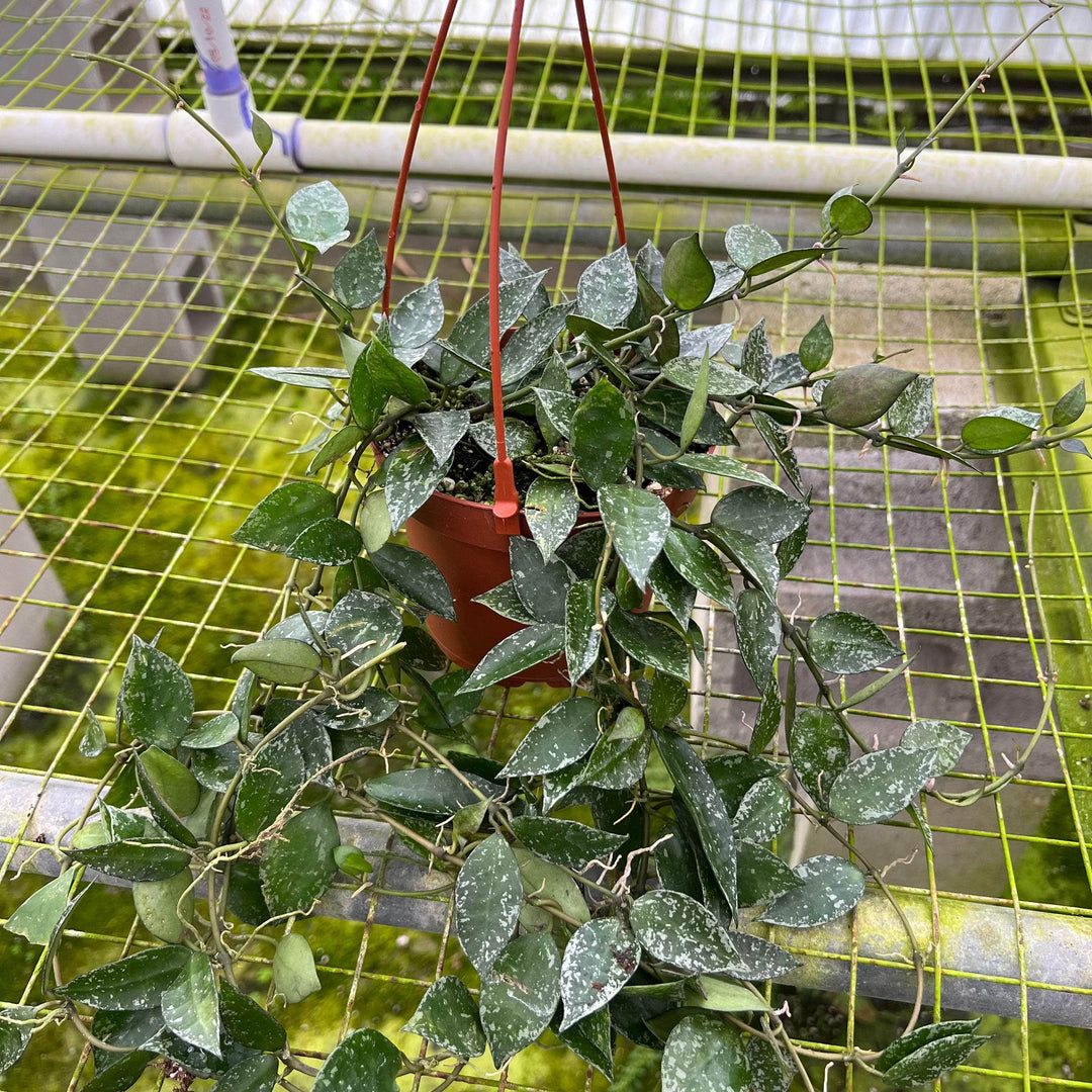 Gabriella Plants Hoya 5” Hanging Basket Hoya krohniana 'Splash'