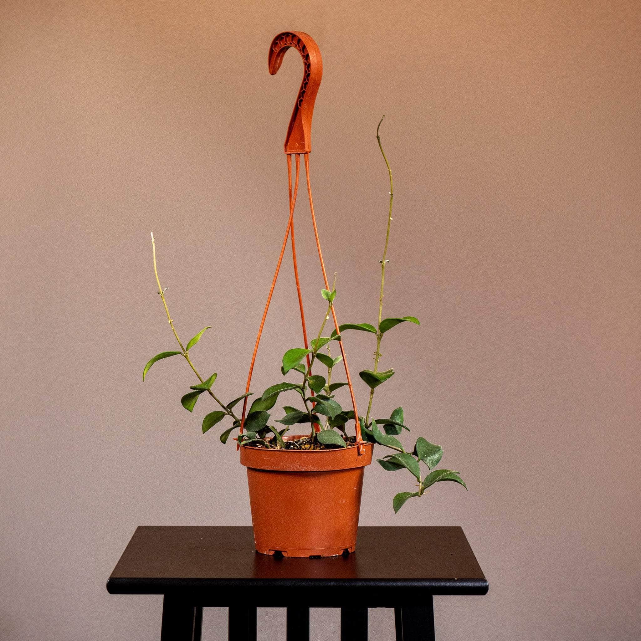 Gabriella Plants Hoya 5” Hanging Basket Hoya nummularioides