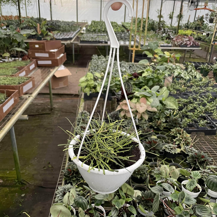 Gabriella Plants Hoya 6" Hanging Basket Hoya retusa