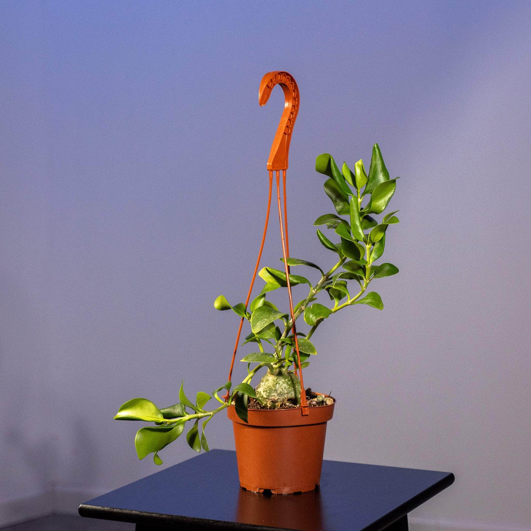 ant plant indoor Hydnophytum papuanum "Ant Plant"