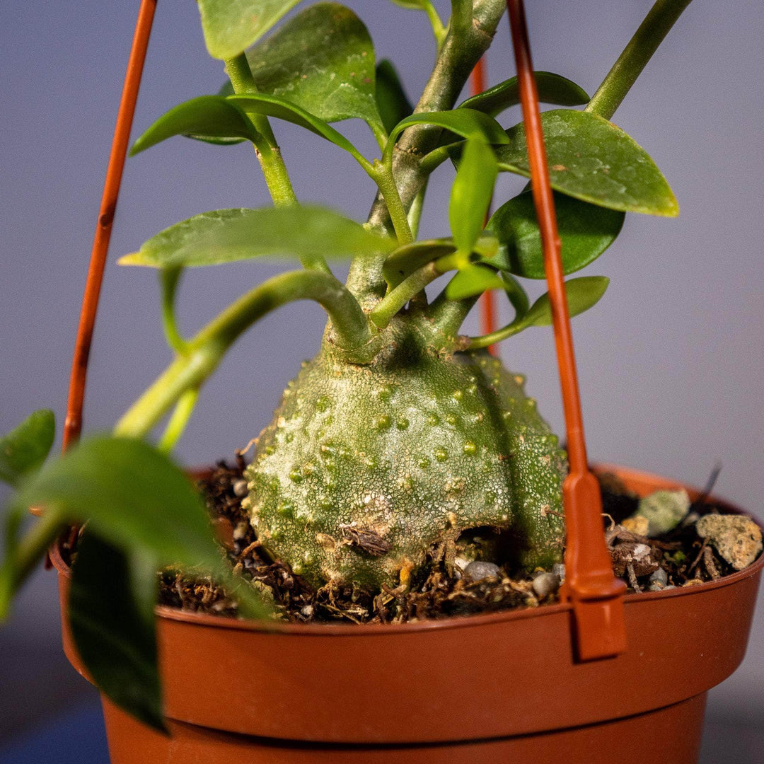 ant house plant Hydnophytum papuanum "Ant Plant"