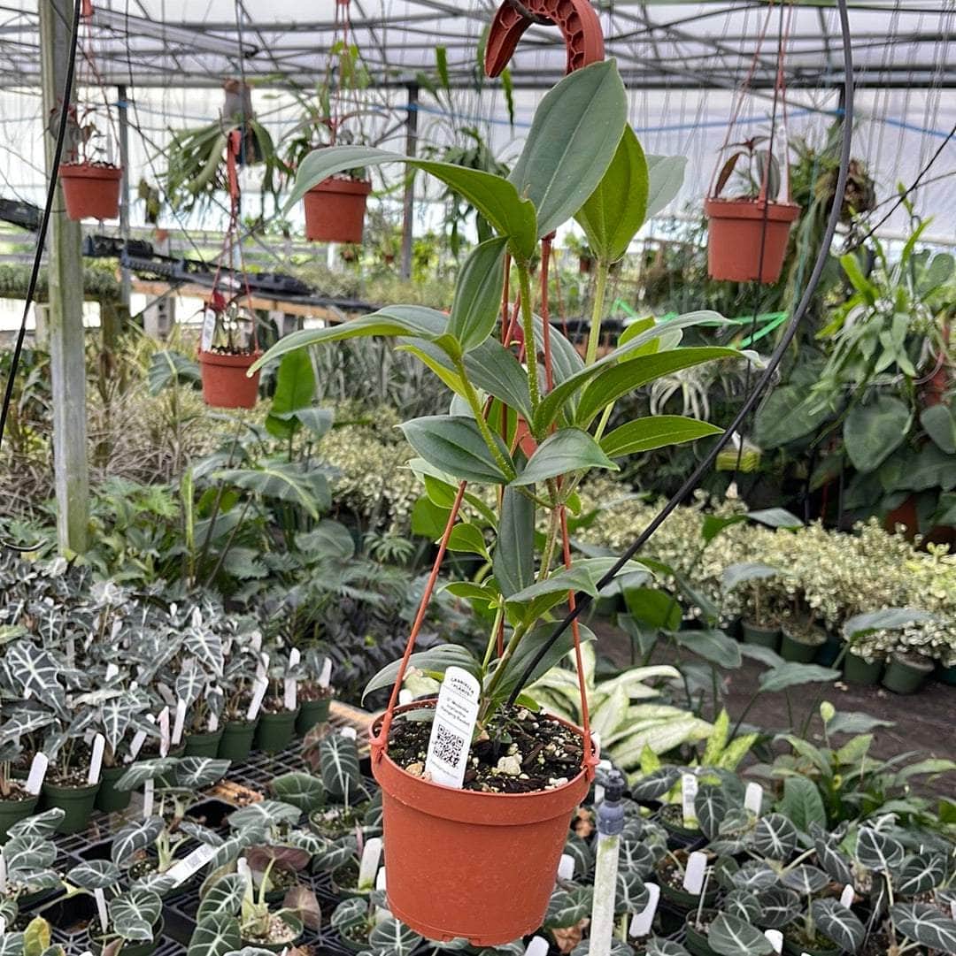orchid hanging plant Medinilla myriantha