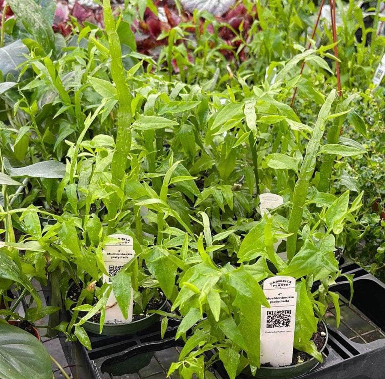 Gabriella Plants Other 4" Muehlenbeckia platyclada