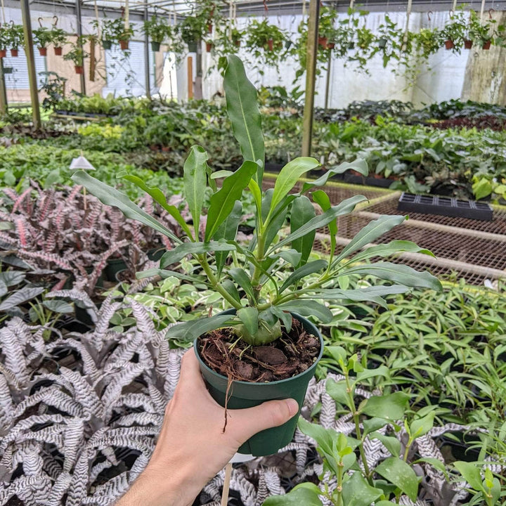 Gabriella Plants Other 5" ” Myrmephytum selebicum “Ant Plant”