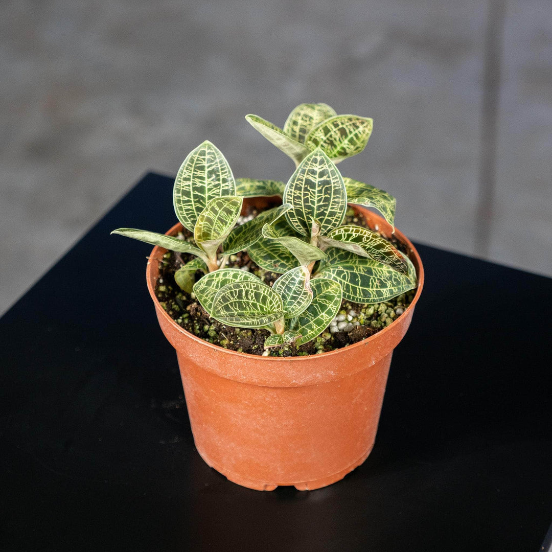 macodes petola potting mix Orchid Macodes petola