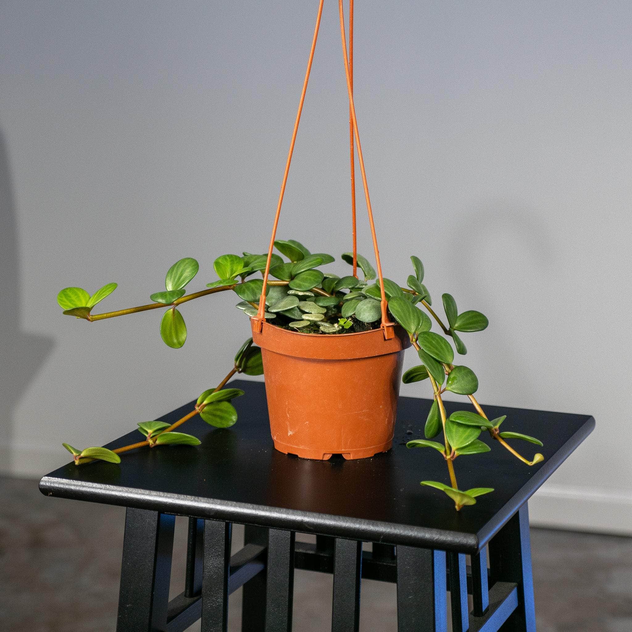 Gabriella Plants Peperomia 5” Hanging Basket Peperomia 'Hope'