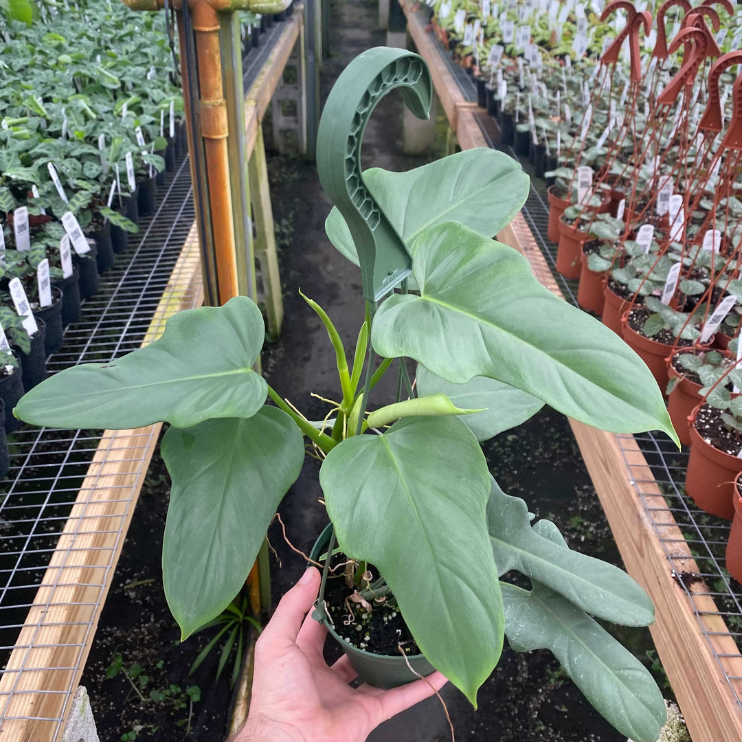 philodendron bipinn Philodendron bipennifolium