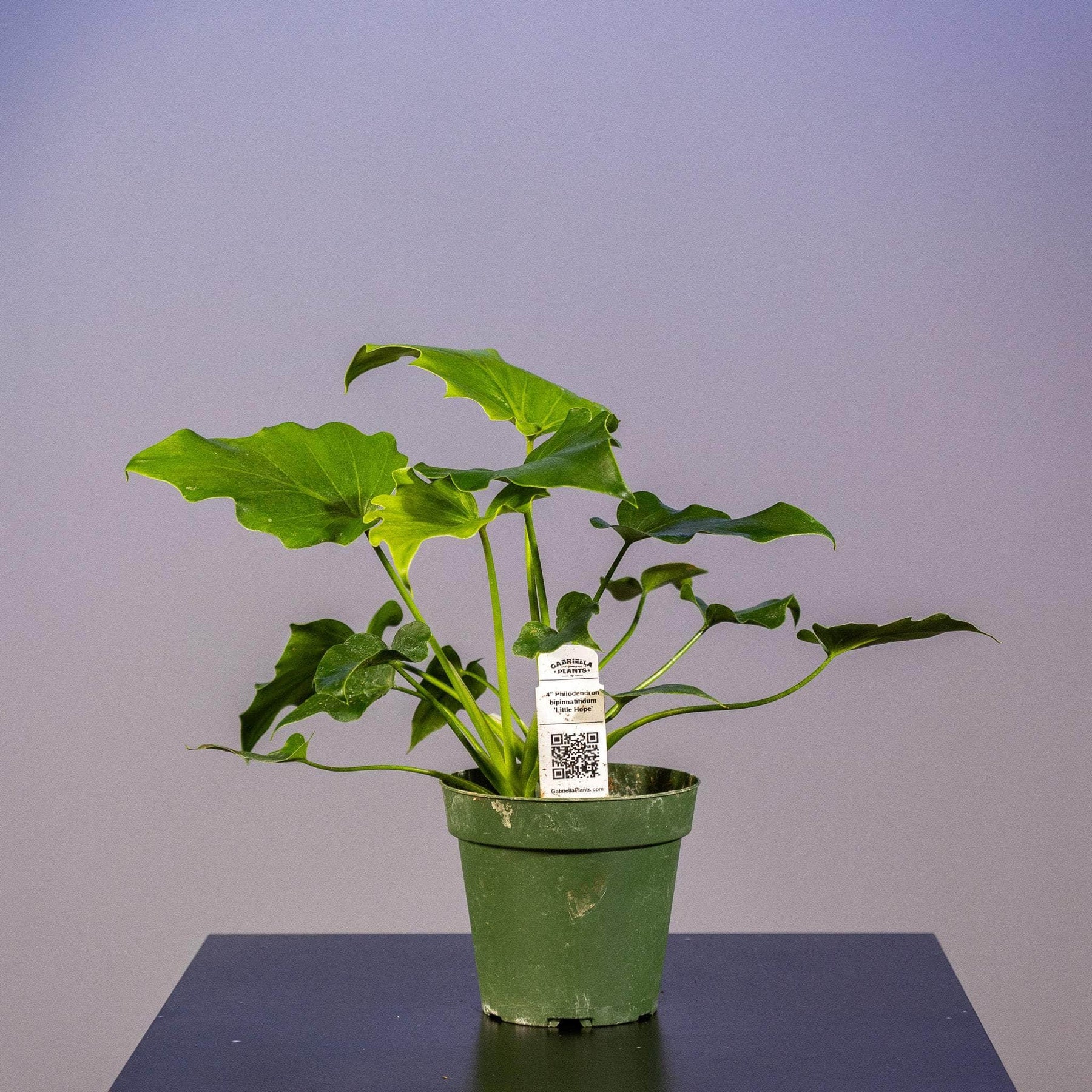 baby philodendron selloum Philodendron bipinnatifidum 'Little Hope'