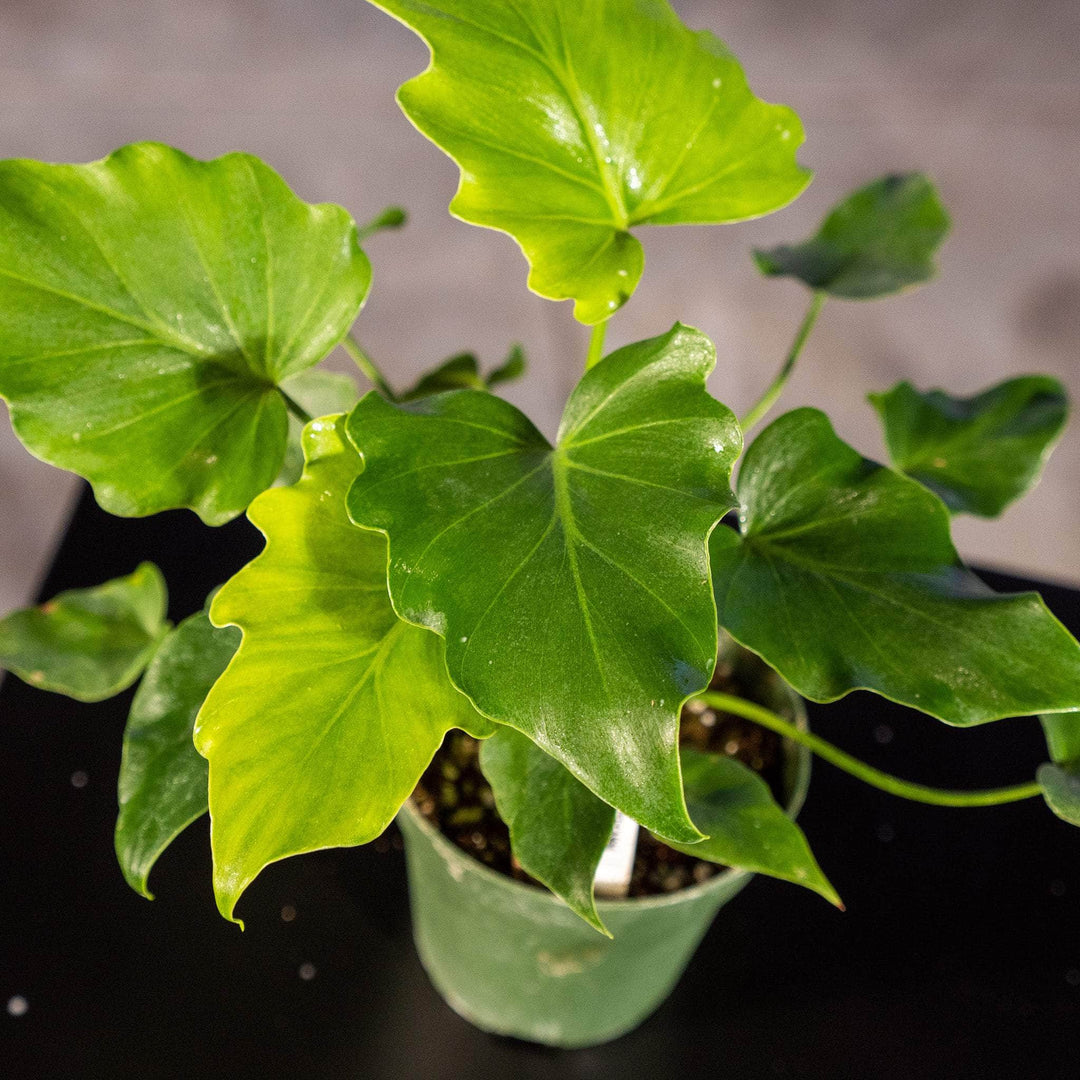 philodendron little hope yellow leaves Philodendron bipinnatifidum 'Little Hope'