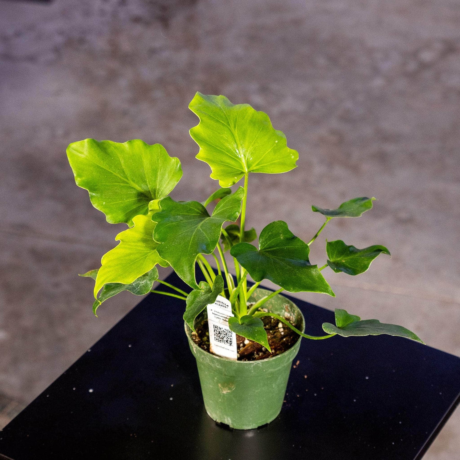 tiny philodendron Philodendron bipinnatifidum 'Little Hope'