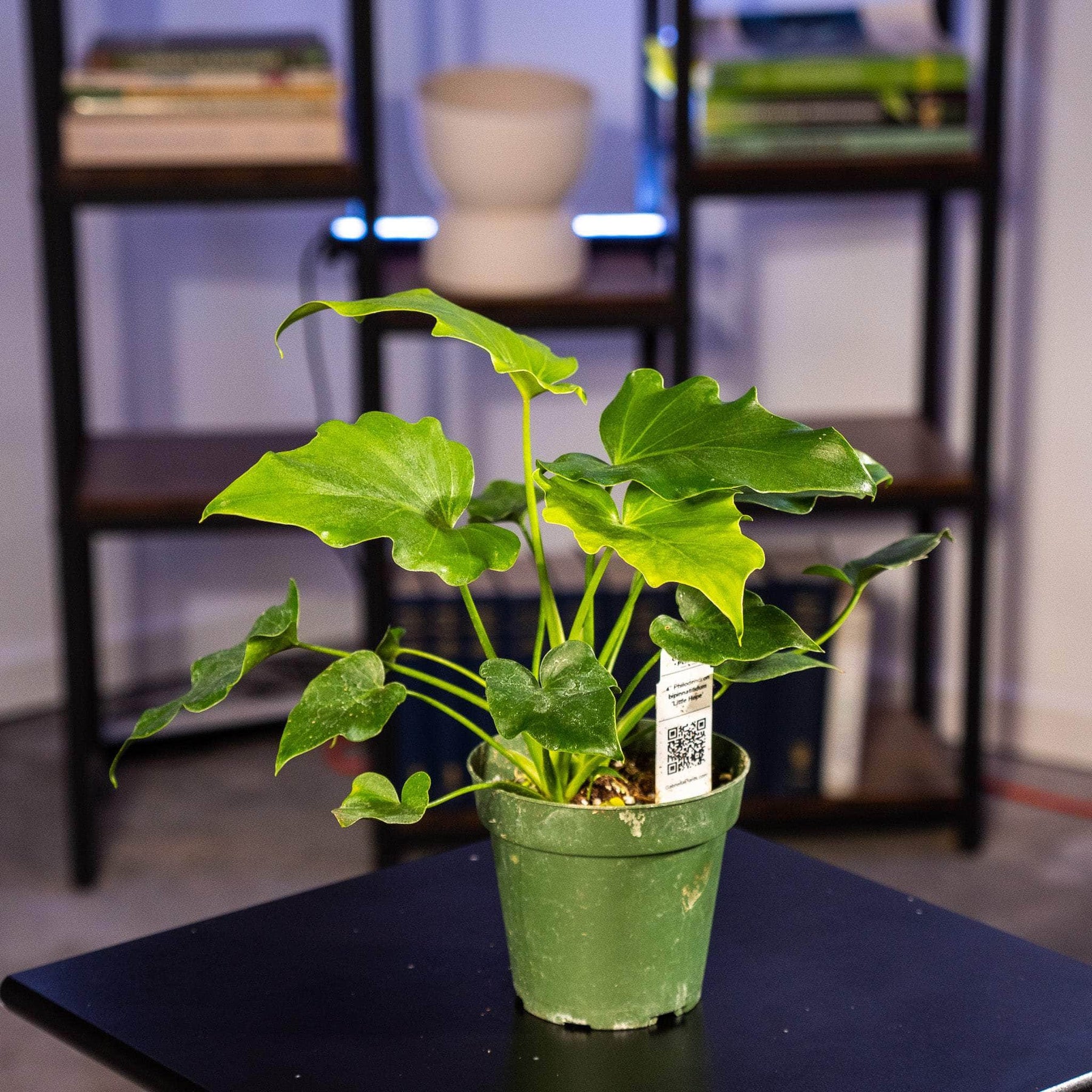 little hope philodendron Philodendron bipinnatifidum 'Little Hope'