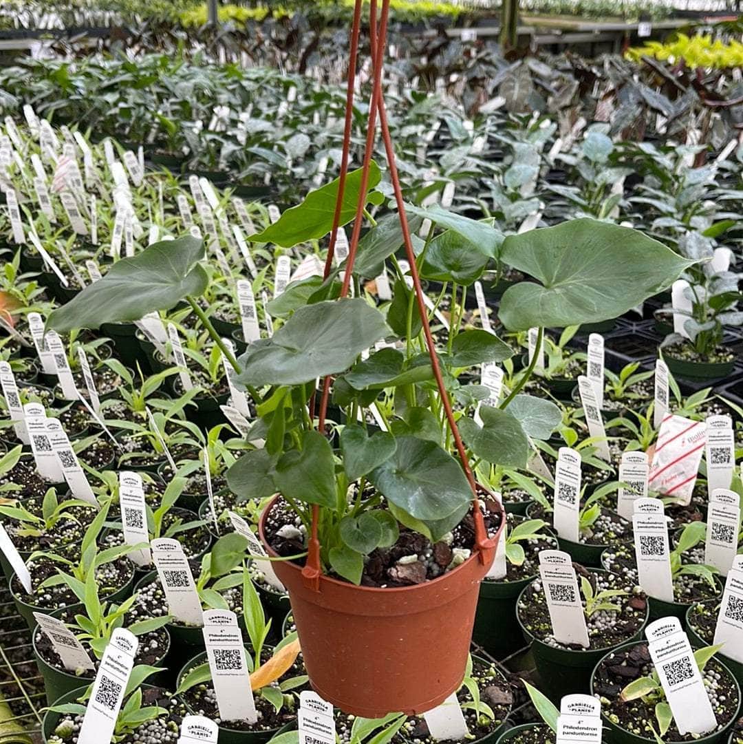 Gabriella Plants Philodendron 5" Hanging Basket Philodendron bipinnatifidum 'Shangri-La'