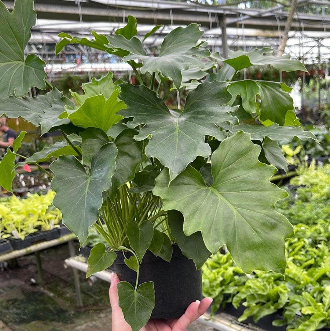 memphis plant nurseries philodendron Philodendron bipinnatifidum 'Shangri-La'