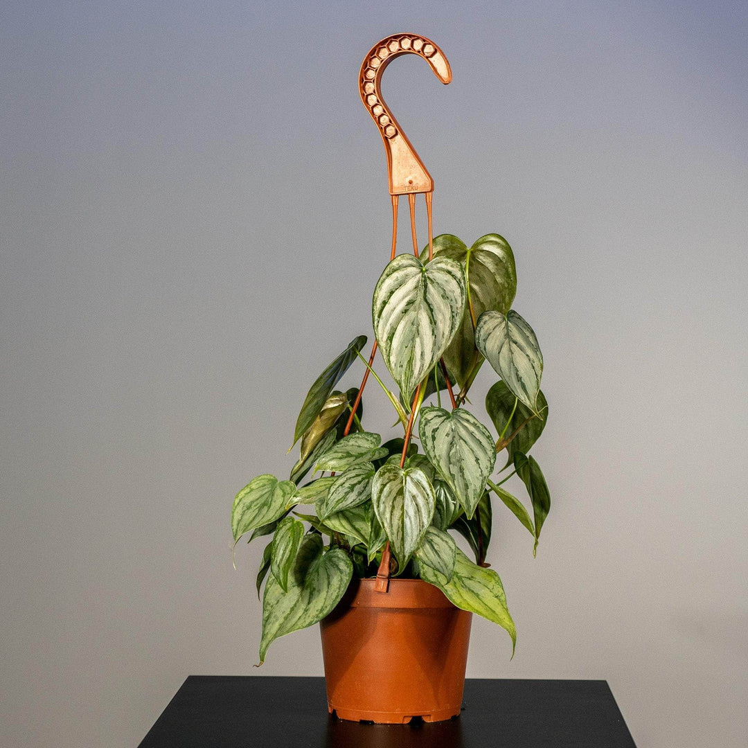 philodendron brandi brandtianum Philodendron brandtianum