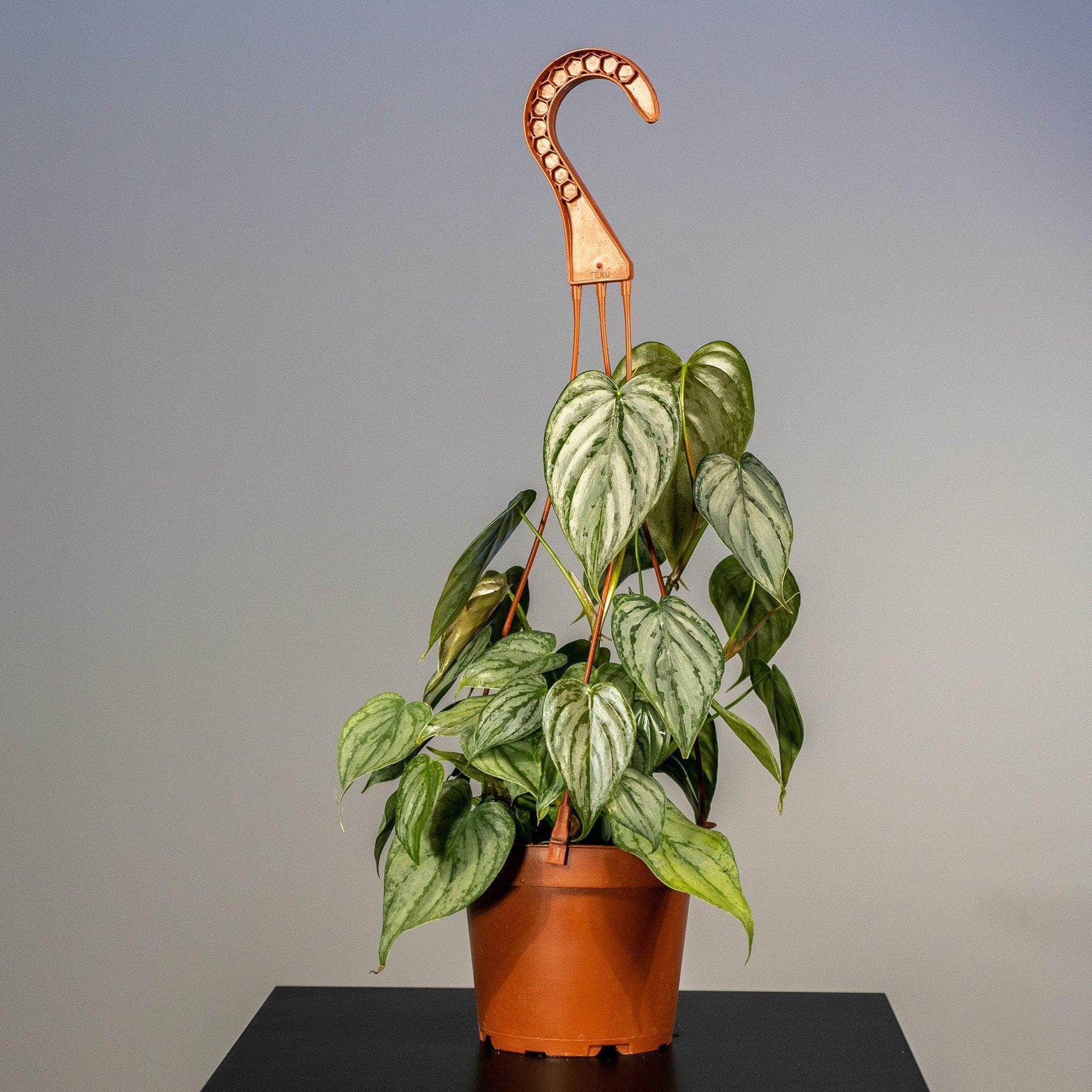 philodendron brandtianum wild form Philodendron brandtianum