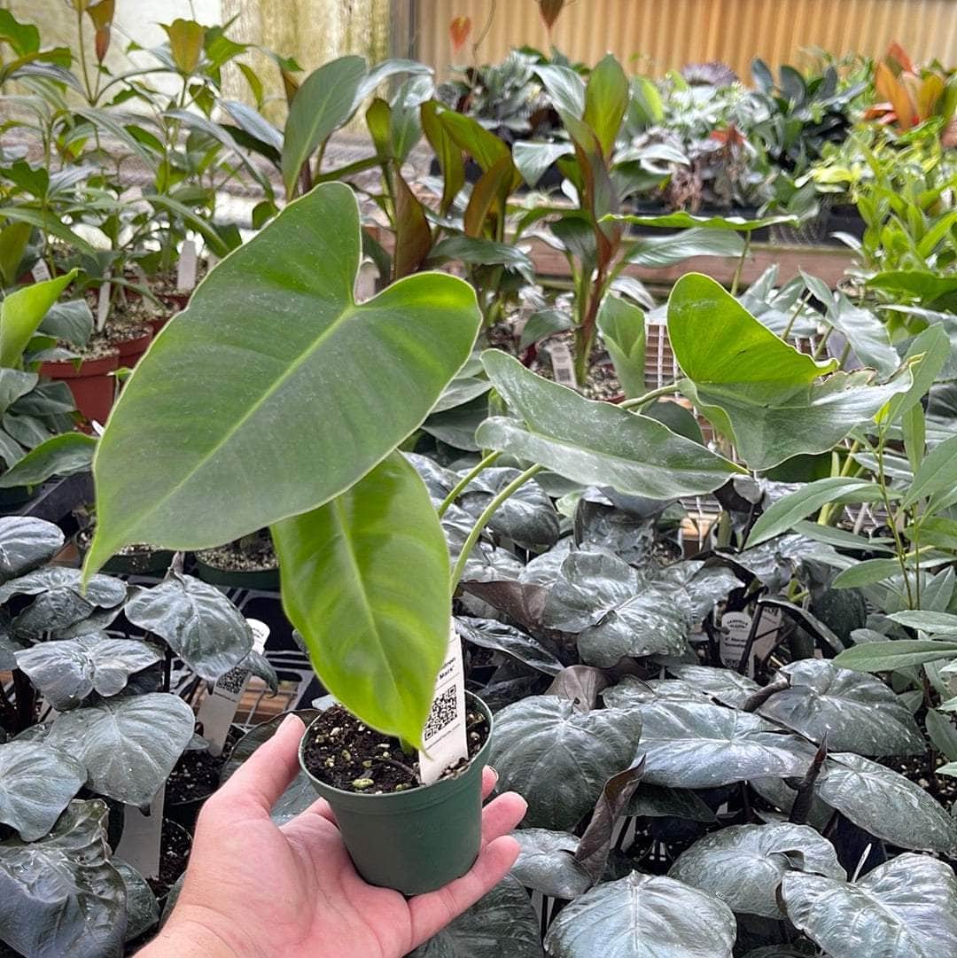 Philodendron 'Burle Marx' - Gabriella Plants