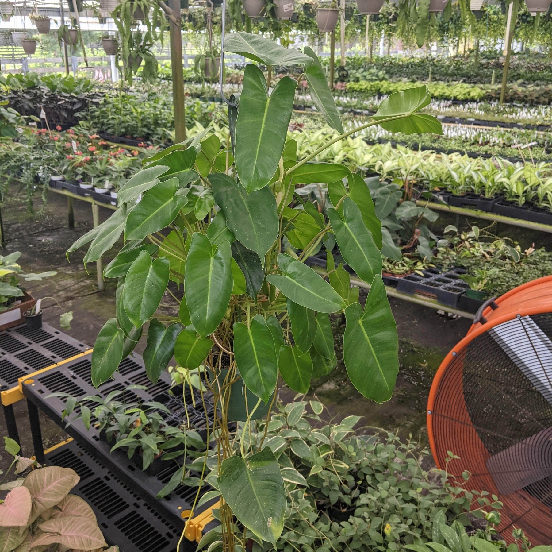 philodendron burle marx climbing Philodendron 'Burle Marx'