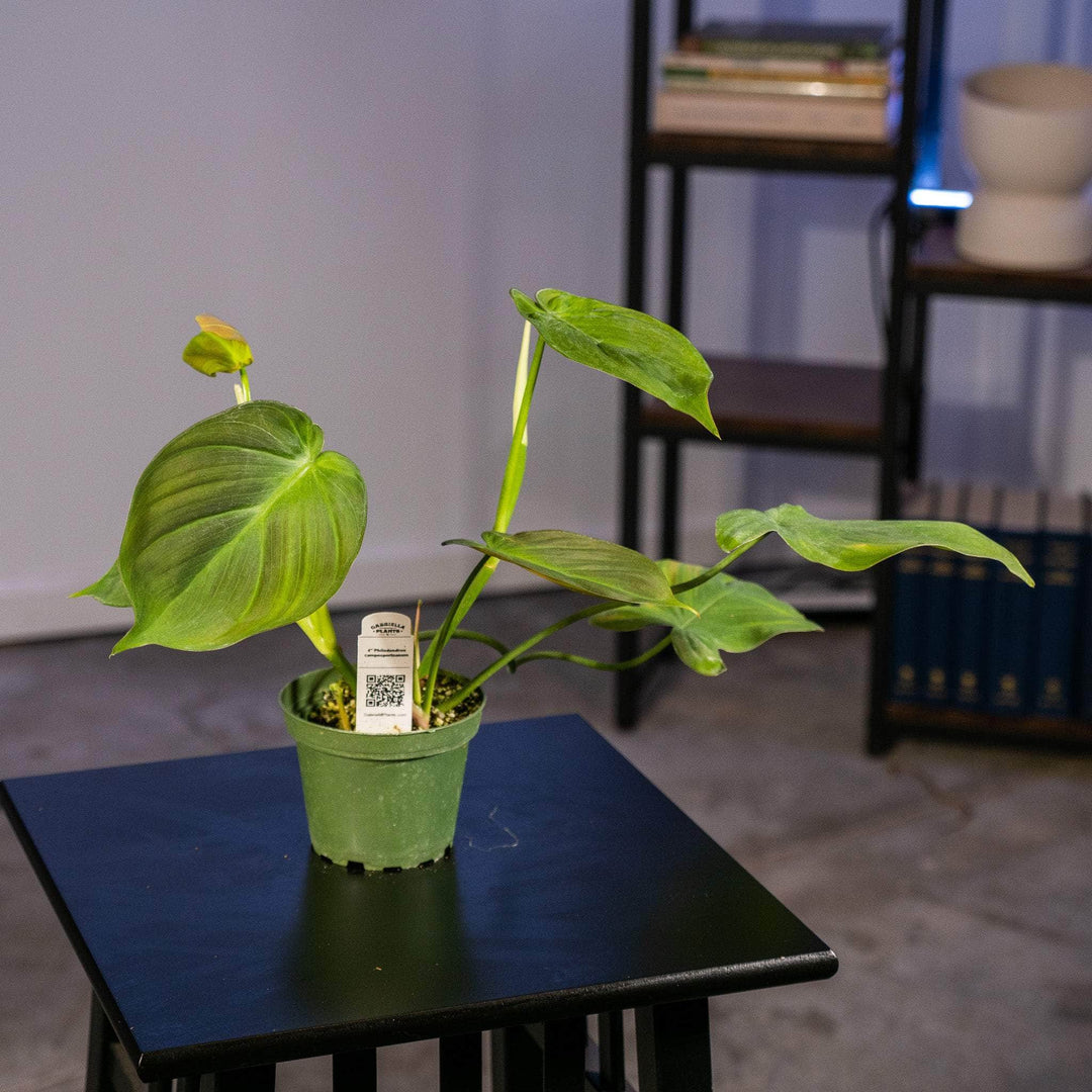 philodendron camposportoanum for sale Philodendron camposportoanum