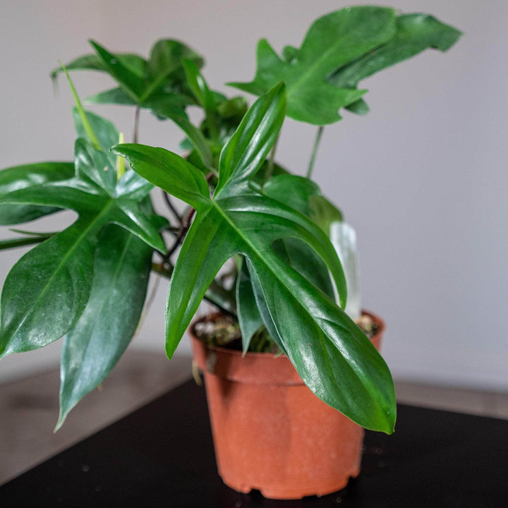 philodendron 'florida' Philodendron 'Florida'