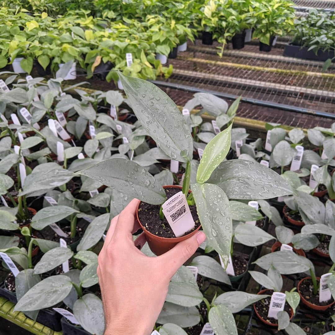 philodendron gray Philodendron hastatum "Silver Sword"