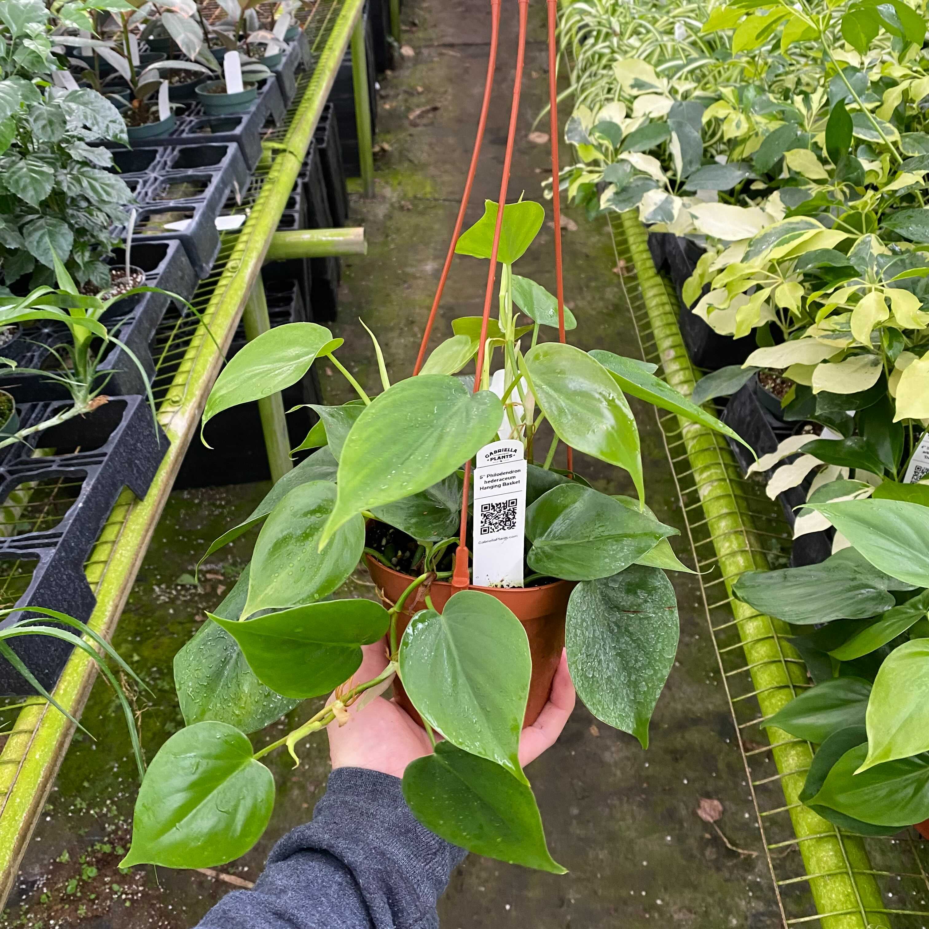 green philodendron hederaceum Philodendron hederaceum