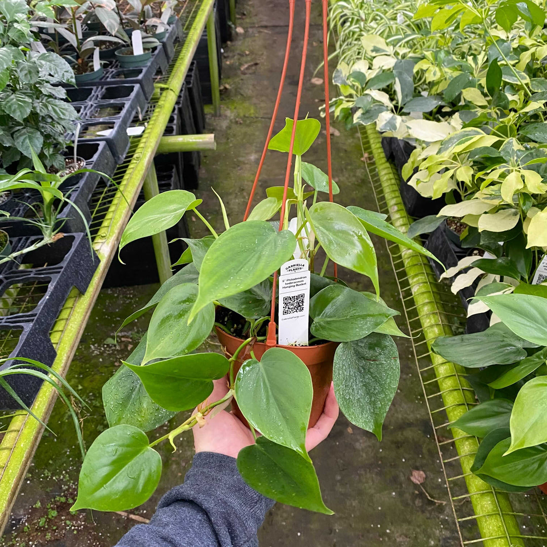 philodendron scandens hanging Philodendron hederaceum