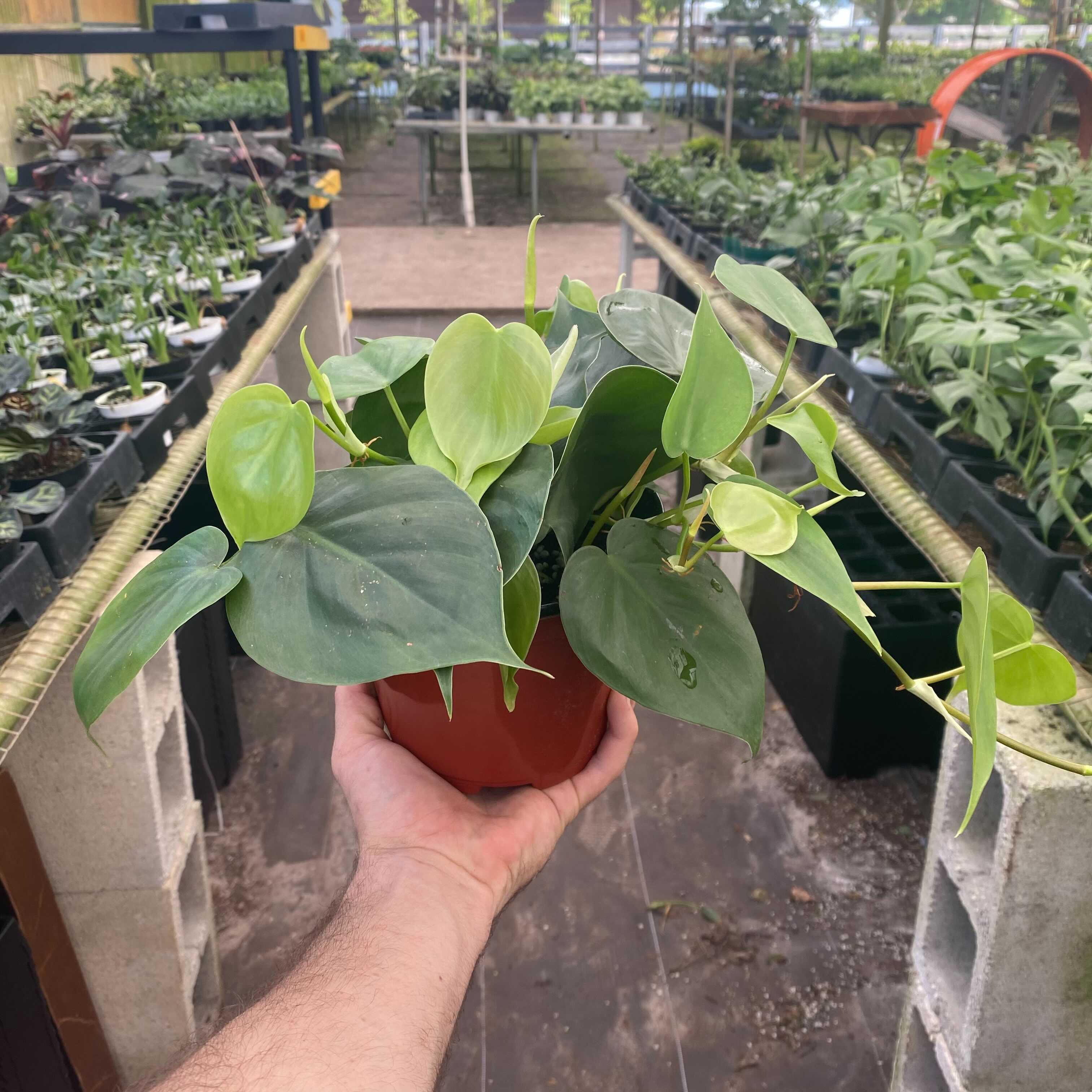 Gabriella Plants Philodendron 6" Philodendron hederaceum