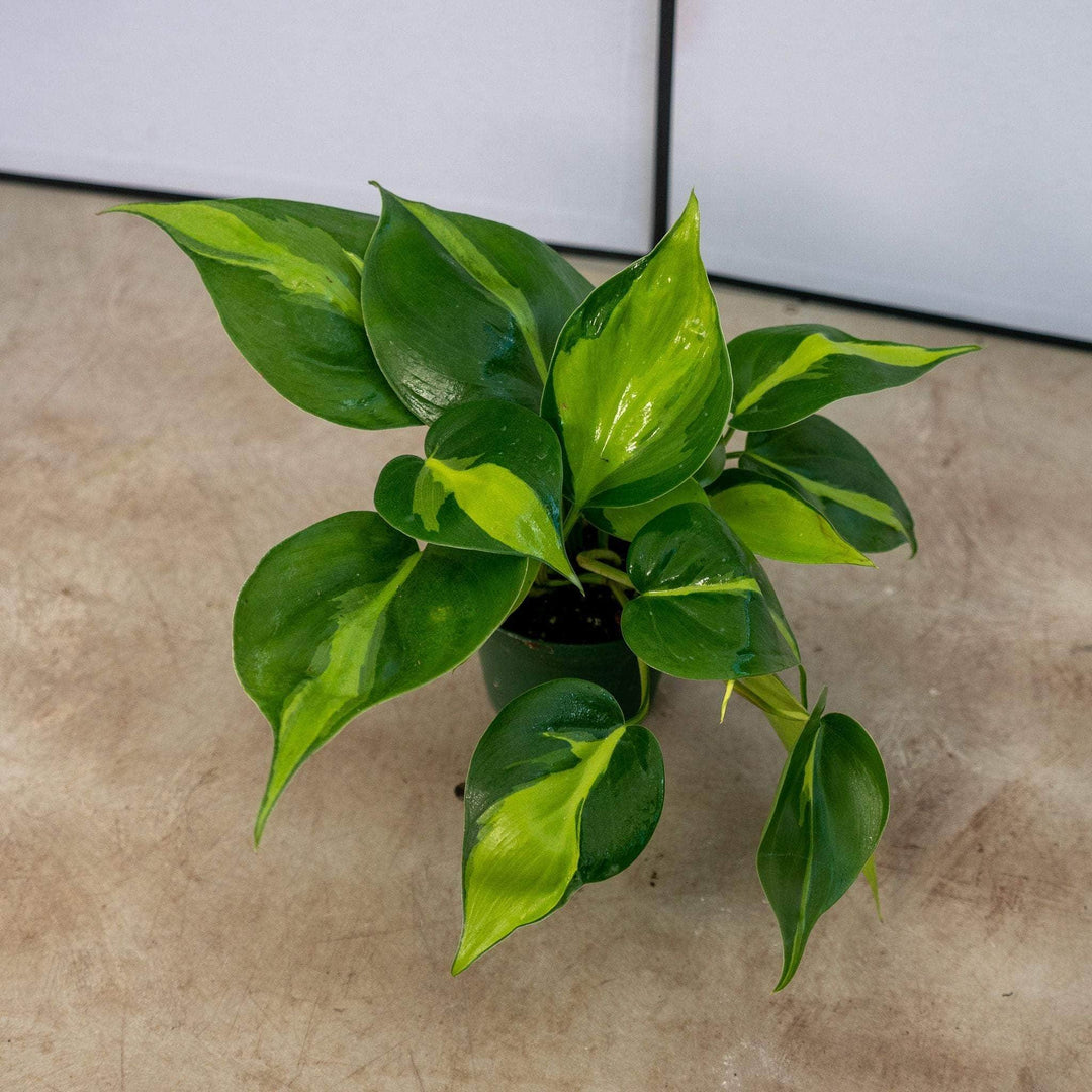 Gabriella Plants Philodendron 3" Philodendron hederaceum 'Brasil'