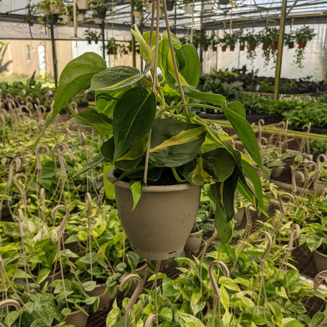 philodendron brasil moss pole Philodendron hederaceum 'Brasil'
