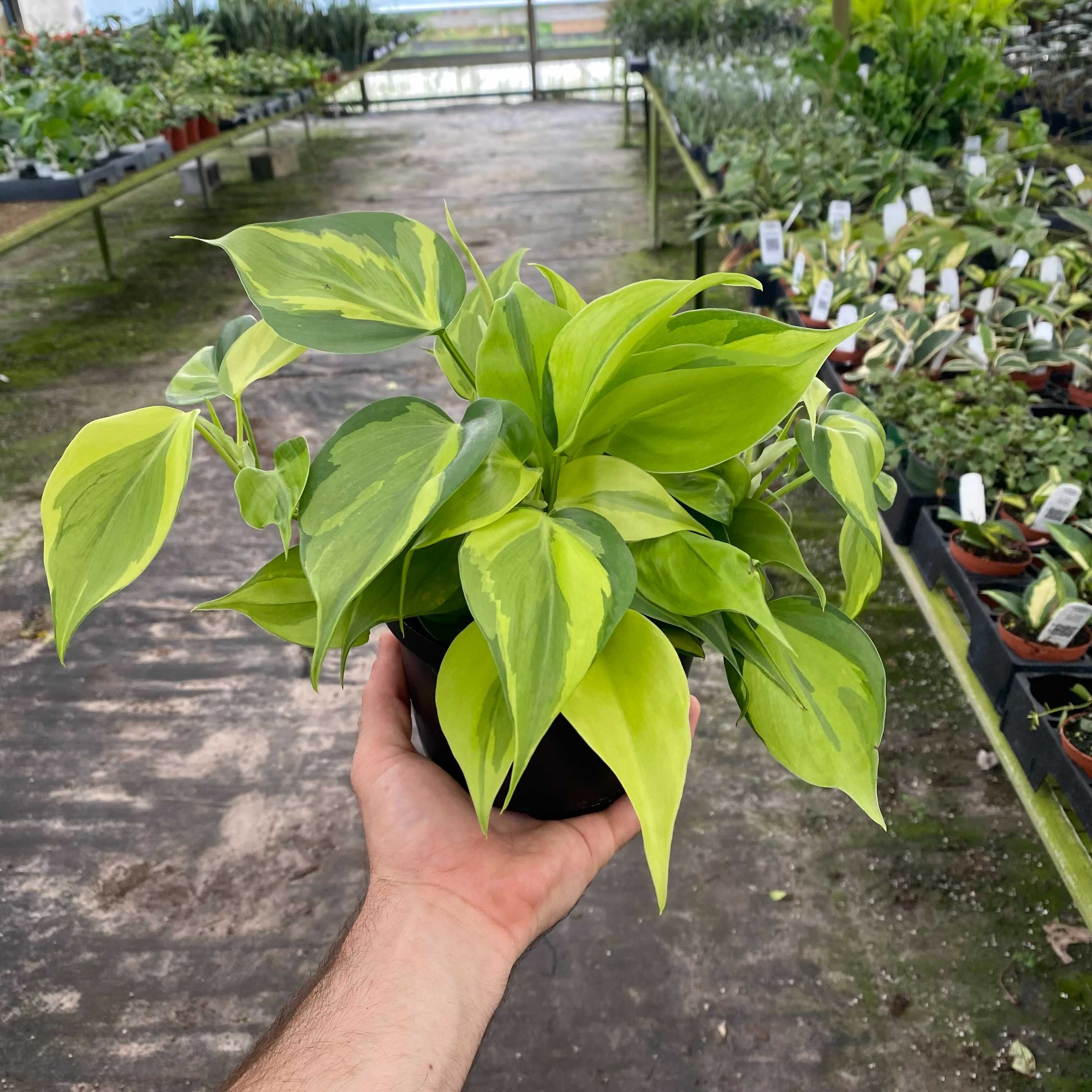 brasil philodendron full size Philodendron hederaceum 'Brasil'