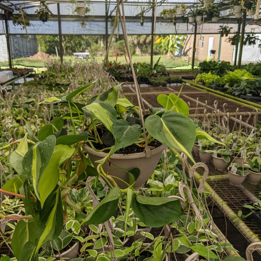philodendron brasil hanging basket Philodendron hederaceum 'Brasil'