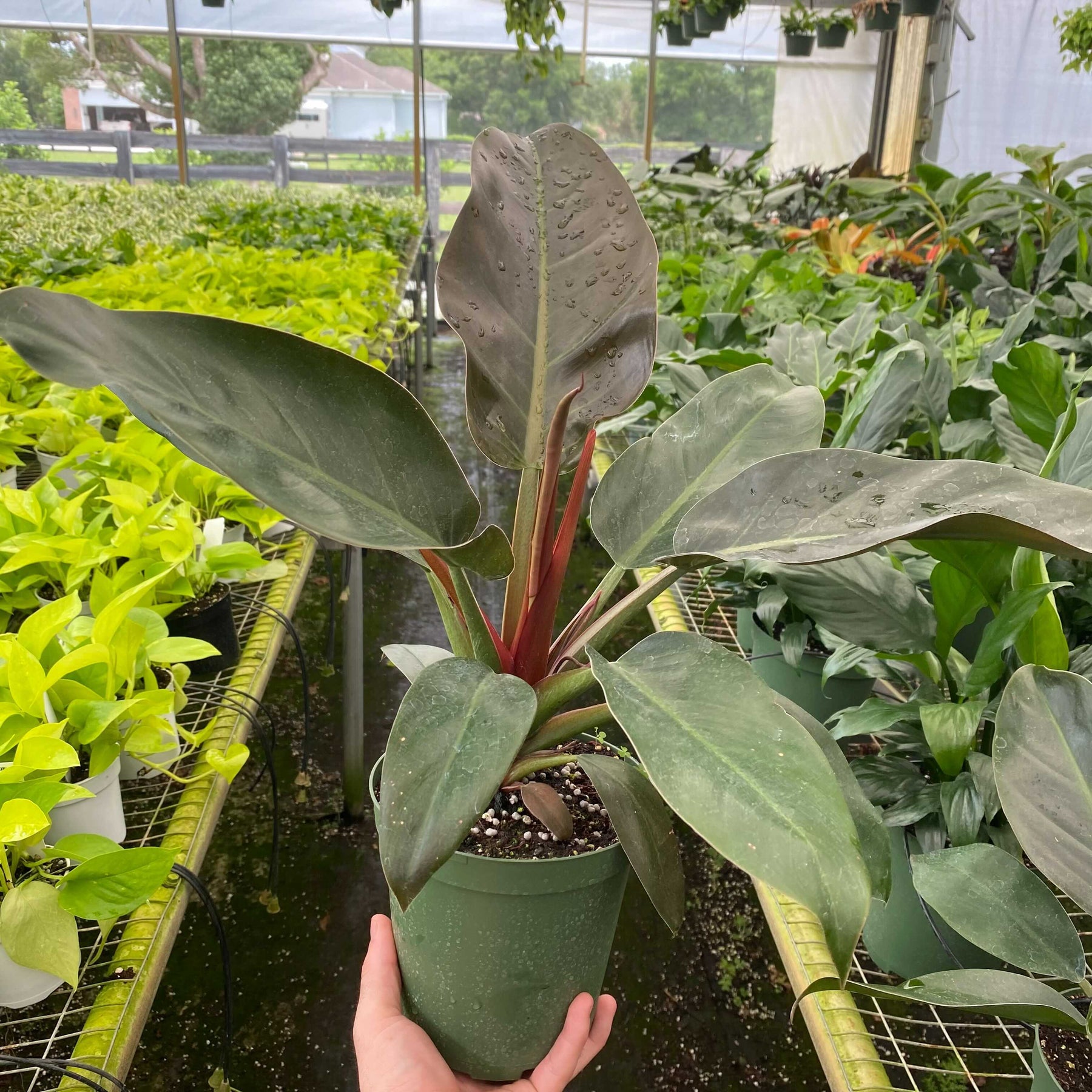 imperial red philodendron Philodendron 'Imperial Red'