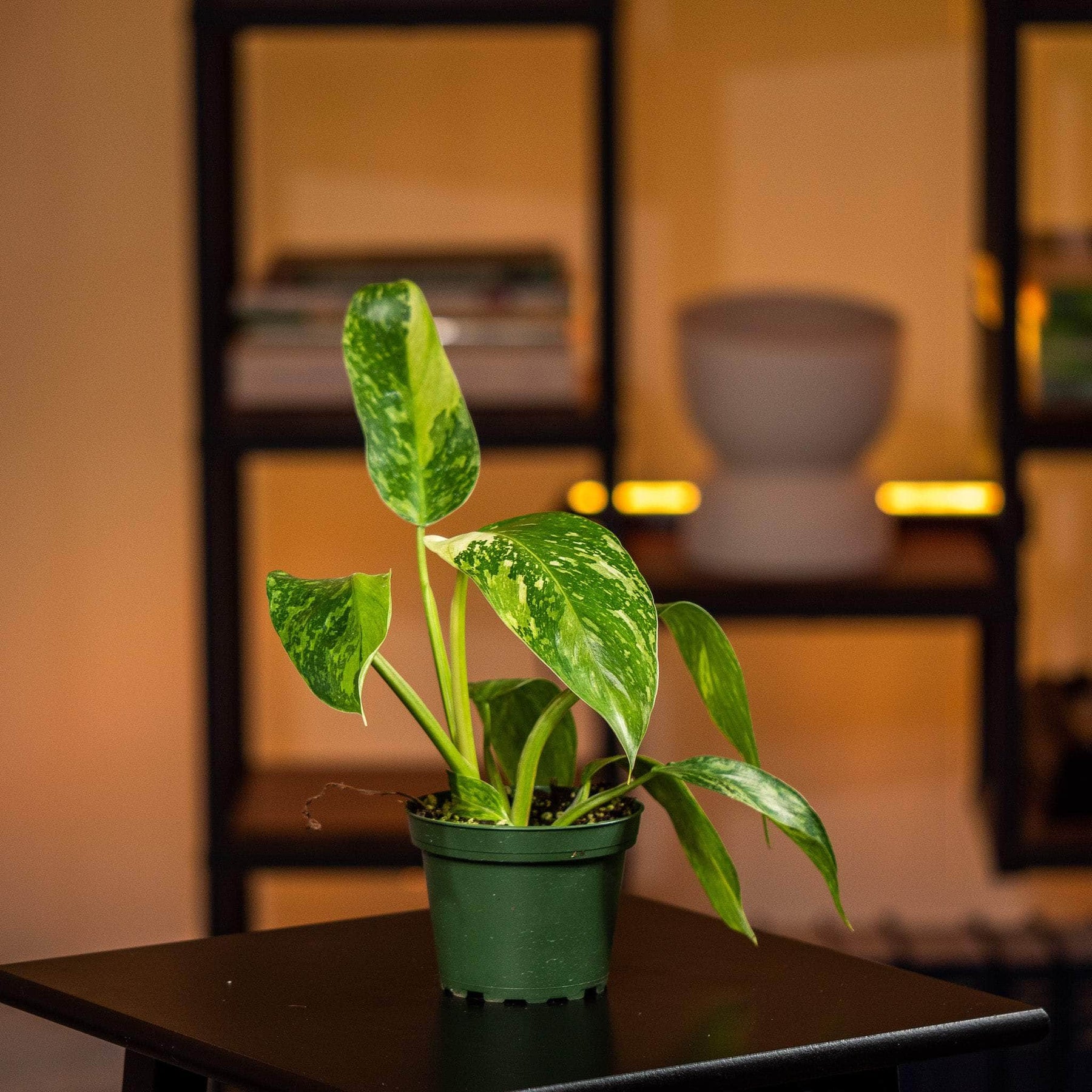 jose buono philodendron for sale Philodendron 'Jose Buono'